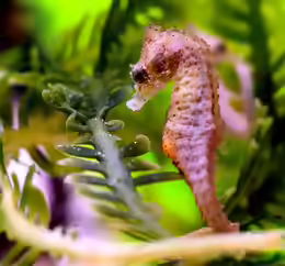 Hippocampus zosterae