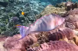 Hipposcarus harid