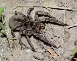 Hogna carolinensis