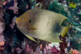 Holacanthus africanus