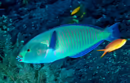 Hologymnosus annulatus