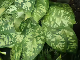 Homalomena wallisii