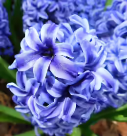 Hyacinthus orientalis