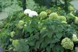 Hydrangea arborescens