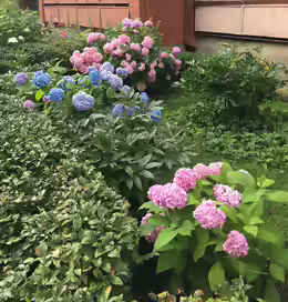 Hydrangea macrophylla