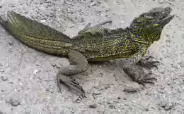 Hydrosaurus amboinensis