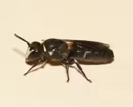 Hylaeus punctulatissimus
