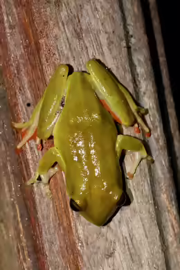 Hyperolius concolor