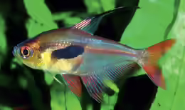 Hyphessobrycon epicharis