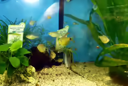 Hyphessobrycon heliacus