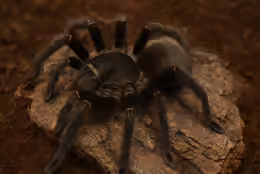 Hysterocrates gigas