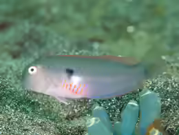 Iniistius pentadactylus