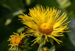 Inula ensifolia