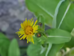 Inula helenium