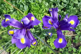 Iris hollandica