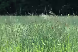 Juncus inflexus