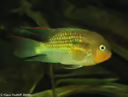 Krobia guianensis