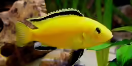 Labidochromis caeruleus