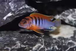Labidochromis sp. hongi