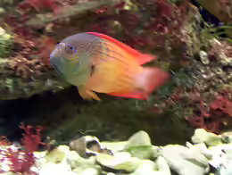 Labracinus cyclophthalmus