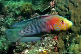 Labracinus lineatus