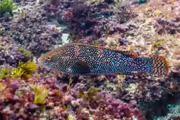 Labrus bergylta