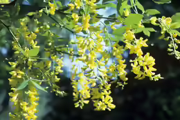 Laburnum alpinum
