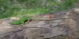 Lacerta agilis