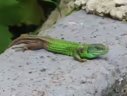 Lacerta strigata
