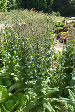 Lactuca sativa var. angustana
