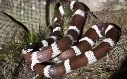 Lampropeltis getula californiae
