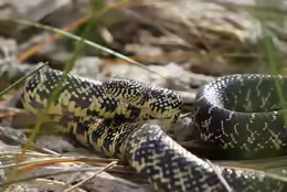 Lampropeltis getula floridana