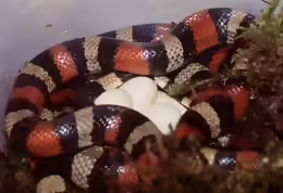Lampropeltis triangulum campbelli