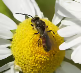 Lasioglossum calceatum