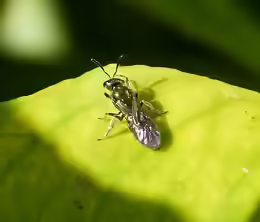 Lasioglossum morio