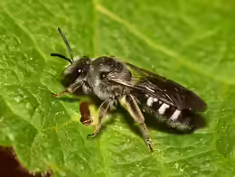 Lasioglossum sexnotatum