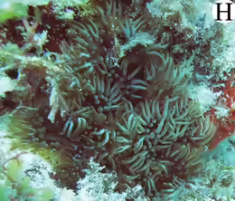 Lebrunia neglecta