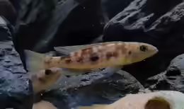 Lepidiolamprologus attenuatus