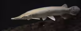 Lepisosteus platostomus