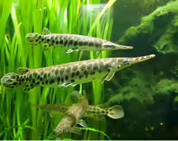 Lepisosteus platyrhincus