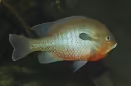 Lepomis auritus