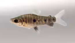 Leporinus friderici