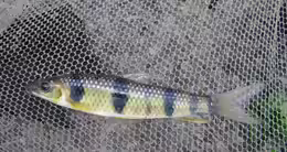 Leporinus maculatus