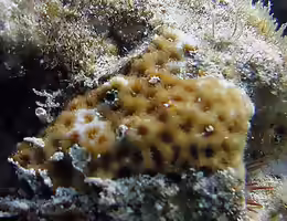 Leptastrea bewickensis