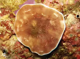 Leptoseris glabra