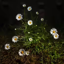 Leucanthemum ircutianum
