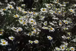 Leucanthemum maximum