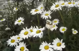 Leucanthemum vulgare
