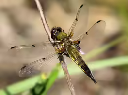 Libellula quadrimaculata