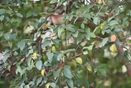 Ligustrum delavayanum